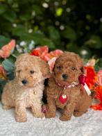 Toy Poedel pup 🐕‍🦺❤️🐾 Dwerg poedel pup, Dieren en Toebehoren, Poedel, CDV (hondenziekte), 8 tot 15 weken, Meerdere