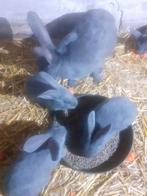 Jonge blauwe Vlaamse reuzen ., Dieren en Toebehoren, Konijnen, Meerdere dieren, Groot