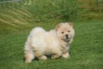 Chow chow pups, België, 8 tot 15 weken, Teef, Poolhond