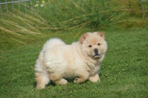 Chow chow pups, Dieren en Toebehoren, Honden | Poolhonden, Keeshonden en Oertypen, Teef, Poolhond, Fokker | Professioneel, Meerdere