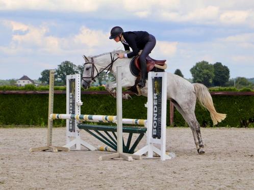 !!! VERKOCHT !!!, Dieren en Toebehoren, Paarden, Merrie, Zadelmak, Minder dan 160 cm, 7 tot 10 jaar, Recreatiepaard
