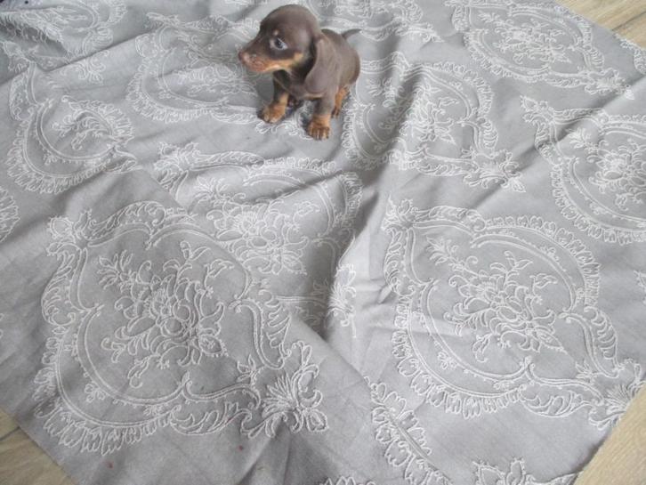 Mini teckel kaninchen pup, Dieren en Toebehoren, Honden | Teckels en Dashonden, Reu, Korthaar, Kaninchen, Particulier, Meerdere