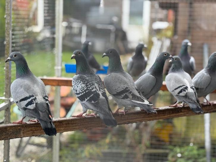 Laaste onbevlogen jonge duiven, Dieren en Toebehoren, Vogels | Overige Vogels, Meerdere dieren