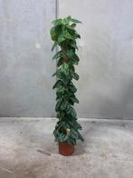 Scindapsus pictus Trebie op mosstok (160cm), Huis en Inrichting, Kamerplanten, Ophalen of Verzenden