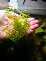 Javamos, Ophalen of Verzenden, Nieuw, Plant(en), Steen of Hout