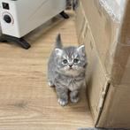 British Shorthair & British Longhair kittens, Dieren en Toebehoren, Katten en Kittens | Raskatten | Korthaar, Meerdere dieren
