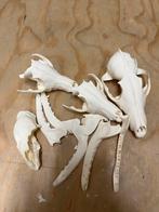 Schedel vos (b grade set), Verzamelen, Dierenverzamelingen, Ophalen of Verzenden, Gebruikt, Wild dier, Schedel