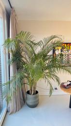 Areca palm, ook bekend als goudpalm of vlinderpalm-Incl. Pot, Ophalen of Verzenden, Overige soorten
