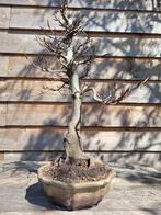 bonsai beuk (fagus sylvatica), Tuin en Terras, Minder dan 100 cm, Overige soorten, Ophalen of Verzenden