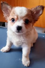 Chihuahua pups reu te koop, Reu, CDV (hondenziekte), 8 tot 15 weken, Meerdere
