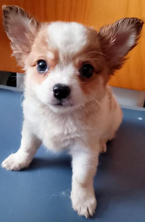 Mini chihuahua pups reu te koop, Dieren en Toebehoren, Honden | Chihuahua's en Gezelschapshonden, Reu, Chihuahua, Particulier