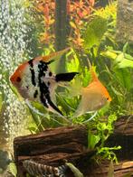 3 mooie maanvissen, Dieren en Toebehoren, Vis