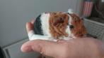 Us teddy beer met stamboom, Dieren en Toebehoren, Knaagdieren, Cavia, Mannelijk, Tam, September