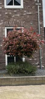 2x Glansmispel (Photinia fraseri 'Red Robin'), Tuin en Terras, Bolboom, Ophalen, 100 tot 250 cm