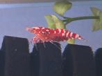Fancy Red Tiger garnaal, Kreeft, Krab of Garnaal, Zoetwatervis, Schoolvis