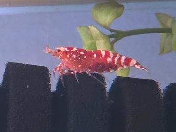 Fancy Red Tiger garnaal  beschikbaar voor biedingen