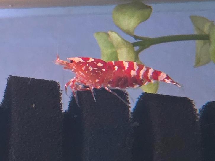 Fancy Red Tiger garnaal, Dieren en Toebehoren, Vissen | Aquariumvissen, Zoetwatervis, Kreeft, Krab of Garnaal, Schoolvis