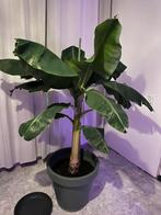 Grote bananen plant/boom 1.90 m, Huis en Inrichting, Kamerplanten, Ophalen of Verzenden, Halfschaduw, Minder dan 100 cm