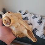 Kleine skelet, Ophalen of Verzenden, Gebruikt, Overige soorten, Schedel