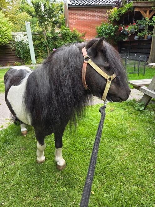 Zwart bonte hengst, Dieren en Toebehoren, Paarden en Pony's | Dekhengsten en Fokmerries, Hengst