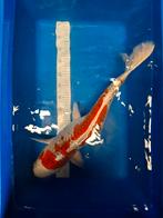 Kohaku koi, Dieren en Toebehoren, Vissen | Vijvervissen, Karper of Koi
