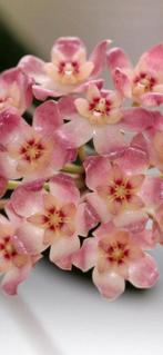 Hoya sp. UT-001 🌱✂️, Bloeiende kamerplant, Ophalen of Verzenden, Halfschaduw, Minder dan 100 cm