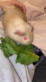 Beertjes cavia, Dieren en Toebehoren, Knaagdieren, Cavia, Mannelijk, Juli, Tam