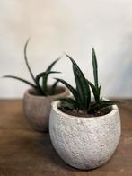 Sanseveria incl. pot – Stevige en stijlvolle plant, Ophalen, Halfschaduw, Minder dan 100 cm