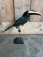 Mooie geprepareerde Zwartnek Arassari! (Toekan achtige), Verzamelen, Dierenverzamelingen, Ophalen of Verzenden, Nieuw, Vogel, Opgezet dier