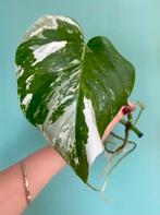 Mooie Monstera Albo Variegata met nieuw blad! Wit mint, Ophalen