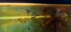 Vis  blackmolly,s te koop, Dieren en Toebehoren, Vissen | Aquariumvissen, Vis