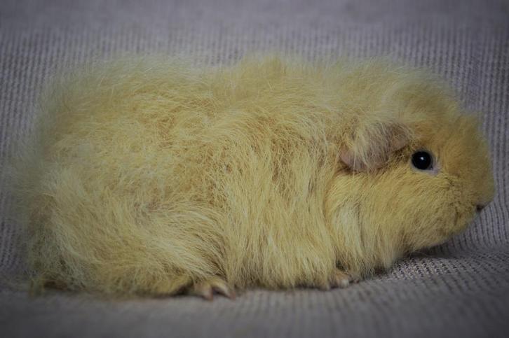 CH-teddy’s beschikbaar, Dieren en Toebehoren, Knaagdieren, Vrouwelijk, Cavia, Augustus