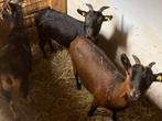 2 mooie dwerggeitjes te koop, Dieren en Toebehoren, Schapen, Geiten en Varkens, Mannelijk, Geit