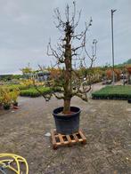 Oude Fruitboom Conference in Pot, Tuin en Terras, Planten | Bomen, Overige soorten, Lente, 100 tot 250 cm, Ophalen