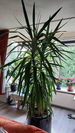 yukka palm, Ophalen, Overige soorten, 200 cm of meer