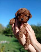 Toypoedel, toy poedel, toy poodle Red Brown Baby Face teddy, Dieren en Toebehoren, Honden | Chihuahua's en Gezelschapshonden, Poedel