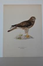 BLAUWE KIEKENDIEF CIRCUS CYANEUS ORIGINELE LITHO 1927 VD6, Antiek en Kunst, Kunst | Litho's en Zeefdrukken, Verzenden