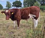 Maine Anjou Jonge stier - Rouge des Pres, Mannelijk, Overige soorten