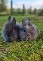 2 lieve en mooie baby konijntjes te koop!, Geslacht onbekend, Dwerg, 0 tot 2 jaar