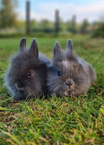 2 lieve en mooie baby konijntjes te koop!  beschikbaar voor biedingen
