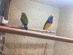 Mooi koppel gouldamadines, Dieren en Toebehoren, Vogels | Overige Vogels, Meerdere dieren, Tropenvogel, Geringd