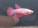 Purple pink grizzle veiltail betta vrouw, Vis