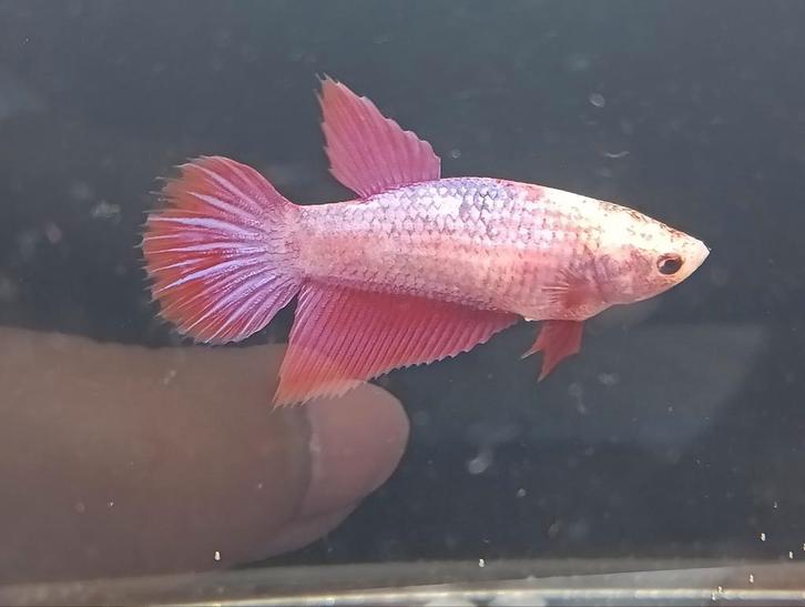 Purple pink grizzle veiltail betta vrouw, Dieren en Toebehoren, Vissen | Aquariumvissen, Vis