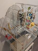 2 parkieten met kooi, Ophalen, Zo goed als nieuw, Hout, Vogelkooi