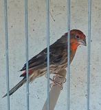 Mexicaanse roodmus man, Dieren en Toebehoren, Vogels | Kanaries, Mannelijk, Zangkanarie