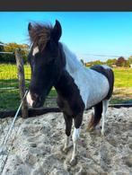 Kleine mooie falabella pony hengst te koop, Dieren en Toebehoren, Pony's, Gechipt, Niet van toepassing, 0 tot 2 jaar, Hengst