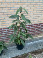 Sneeuwbal - viburnum rhytidophyllum, Ophalen, Volle zon, Overige soorten, Minder dan 100 cm