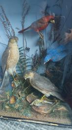 Vitrine met opgezette vogels taxidermie, Verzamelen, Dierenverzamelingen, Ophalen, Zo goed als nieuw, Vogel, Opgezet dier