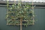 Leilaurier te koop, Tuin en Terras, Planten | Bomen, Leiboom, Ophalen of Verzenden, 250 tot 400 cm, Volle zon