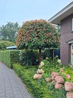 Photinia Fraseri 'red robin' op stam, Halfschaduw, Lente, 250 tot 400 cm, Ophalen